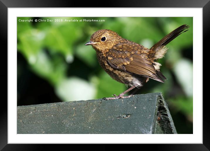 Juvenile Robin  Framed Mounted Print by Chris Day