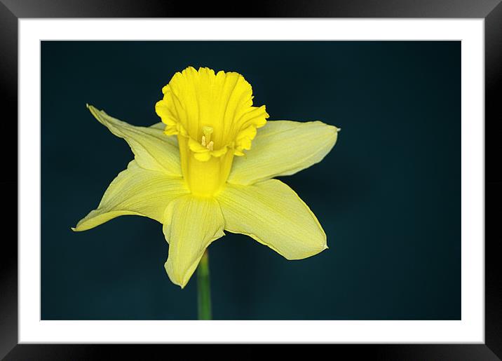 Daffo the Dil Framed Mounted Print by Chris Day