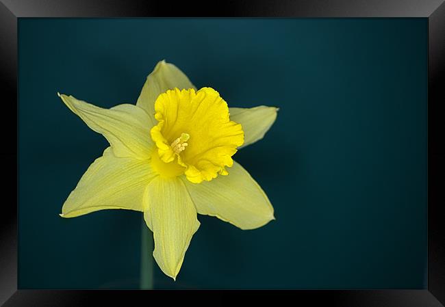 Daffo the Dilly Framed Print by Chris Day