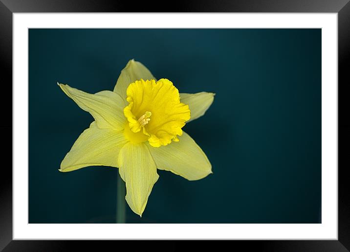 Daffo the Dilly Framed Mounted Print by Chris Day