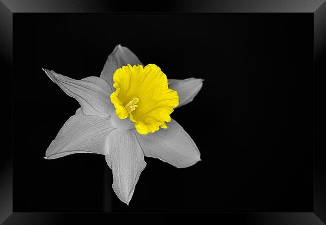 Daffo the Dilly Isolation Framed Print by Chris Day