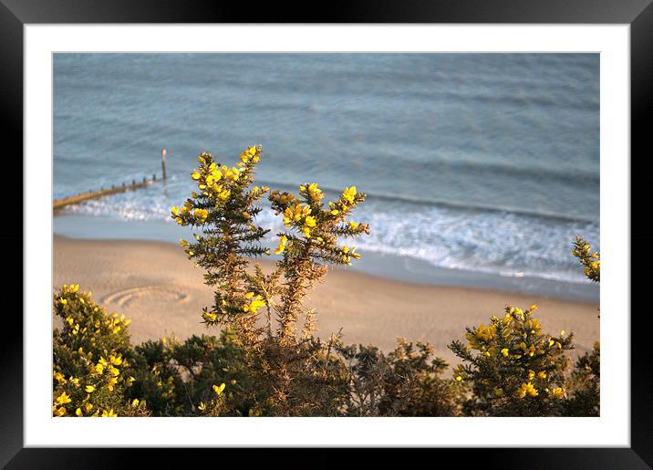 Gorse Framed Mounted Print by Chris Day