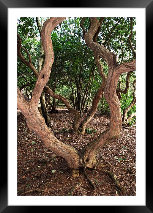 Bendy Trees Framed Mounted Print by Chris Day