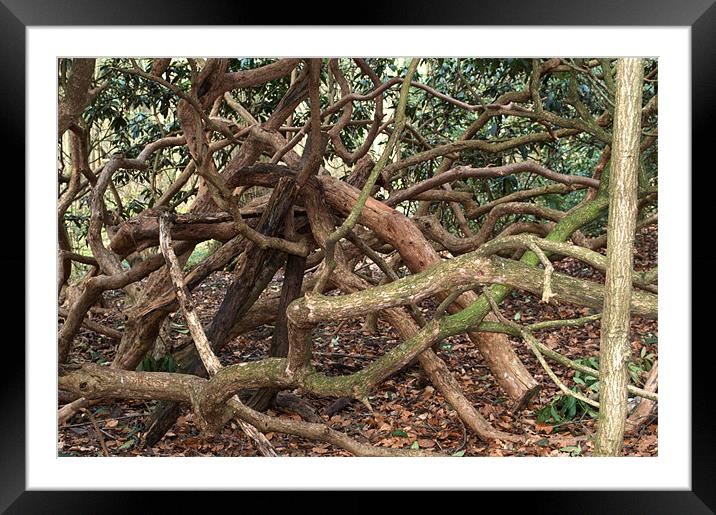 Tangled Trees Framed Mounted Print by Chris Day