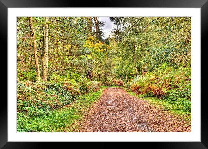 Autumn path Framed Mounted Print by Chris Day