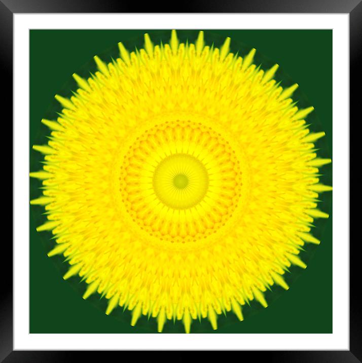 Dandelion Abstract Framed Mounted Print by Chris Day