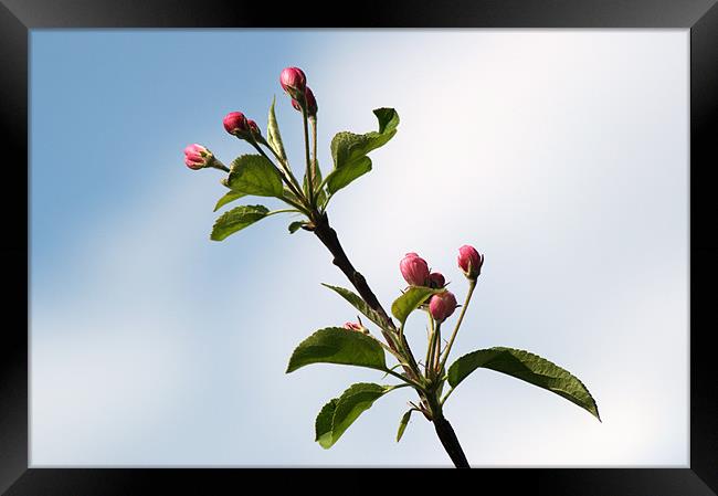 Apple Blossom Framed Print by Chris Day
