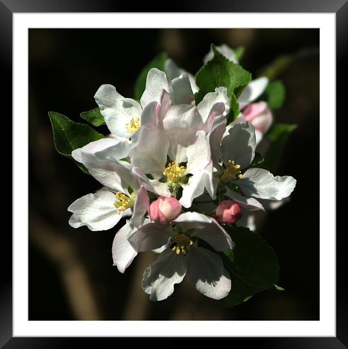 Apple Blossom 2 Framed Mounted Print by Chris Day