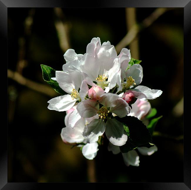 Apple Blossom 3 Framed Print by Chris Day