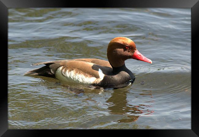 Red-Crested Pochard Framed Print by Chris Day