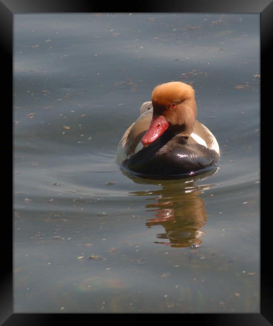 Red-Crested Pochard Framed Print by Chris Day