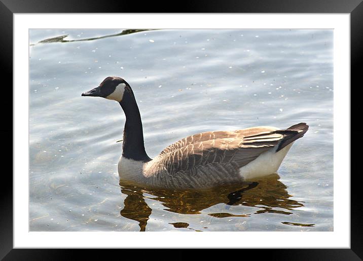 Canada Goose Framed Mounted Print by Chris Day