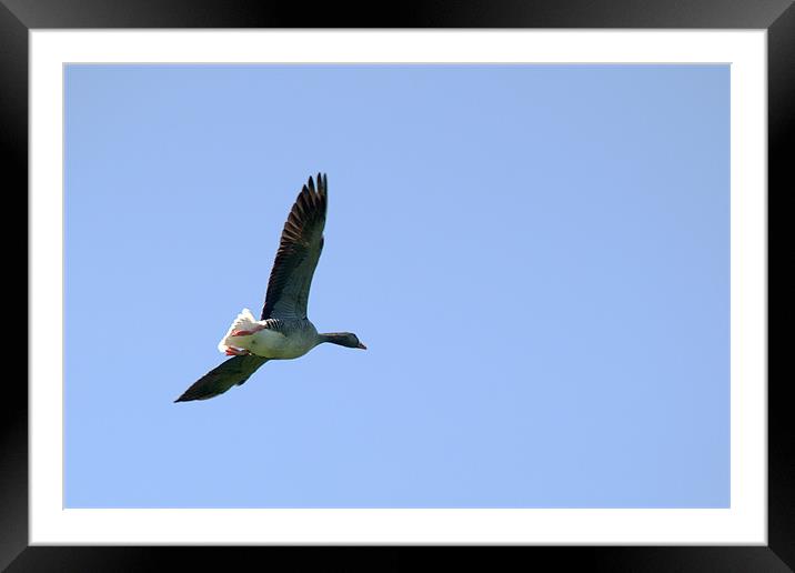 Flight of the Greylag Framed Mounted Print by Chris Day