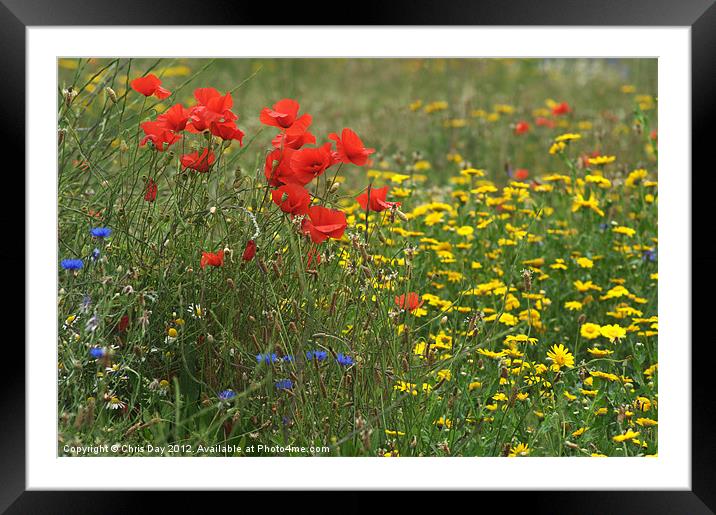 Poppies Framed Mounted Print by Chris Day