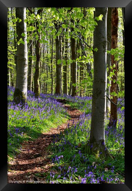 Bluebell Trail, Coed Cefn. Framed Print by Philip Veale