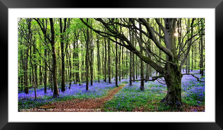 Bluebell Wood Panoramic. Framed Mounted Print by Philip Veale