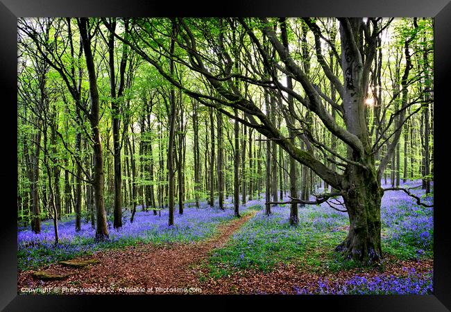 Bluebell Wood's Twilight Embrace. Framed Print by Philip Veale