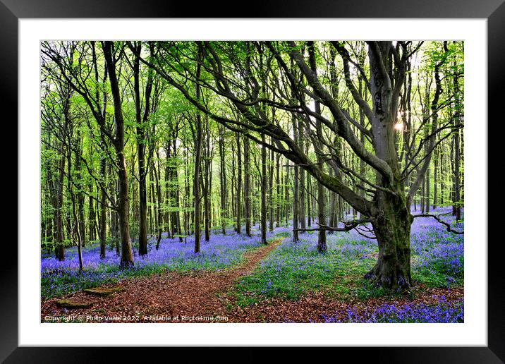 Bluebell Wood's Twilight Embrace. Framed Mounted Print by Philip Veale