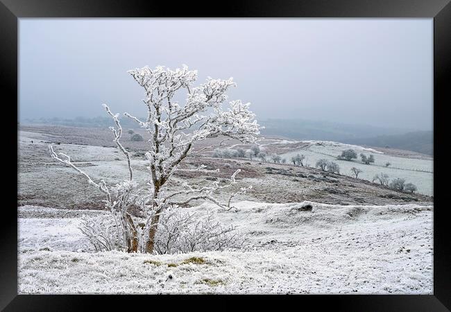 Tree covered in ice crystals on Llangynidr Moors. Framed Print by Philip Veale
