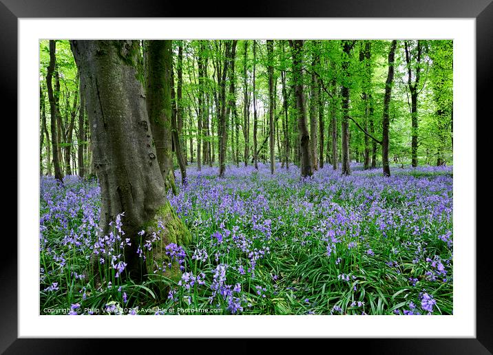 Bluebell Wood in Springtime. Framed Mounted Print by Philip Veale