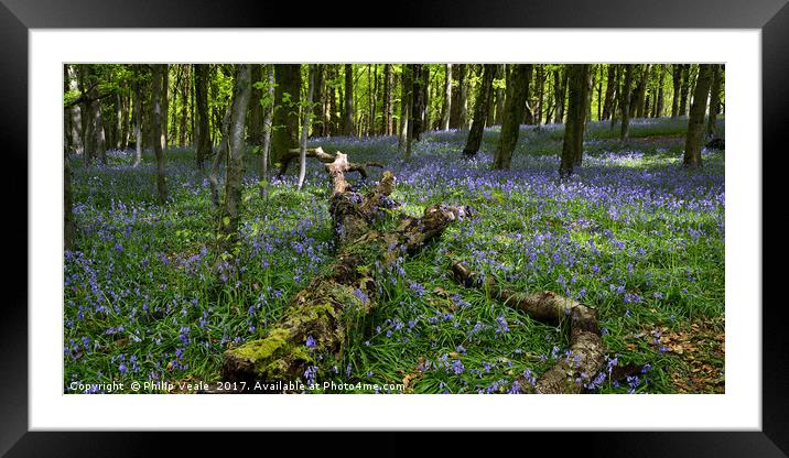 Bluebell Wood at Castell Coch. Framed Mounted Print by Philip Veale