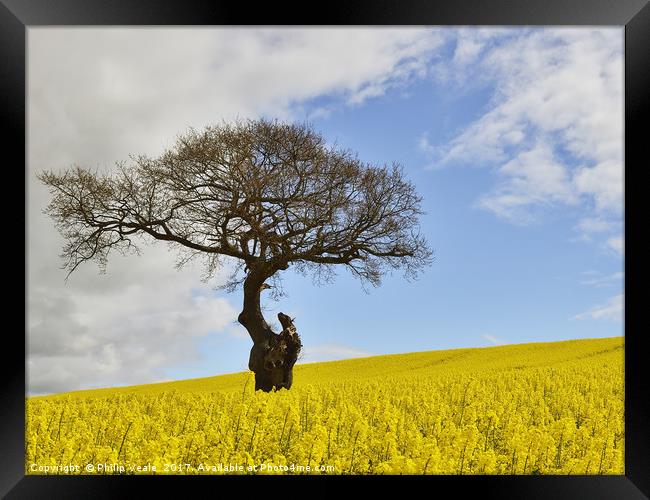 Old Gnarled Tree in Rapeseed Field. Framed Print by Philip Veale