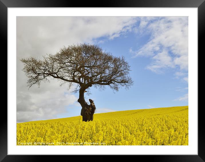 Old Gnarled Tree in Rapeseed Field. Framed Mounted Print by Philip Veale