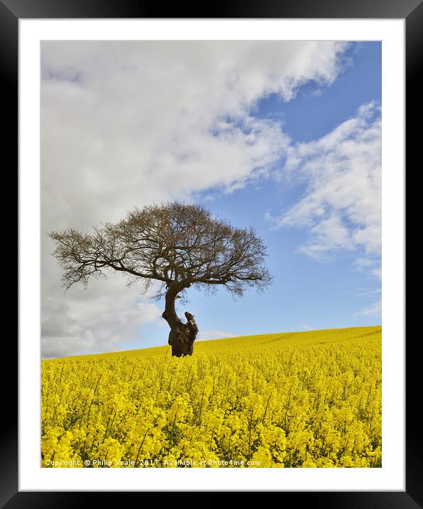 Golden Rapeseed in Summer. Framed Mounted Print by Philip Veale