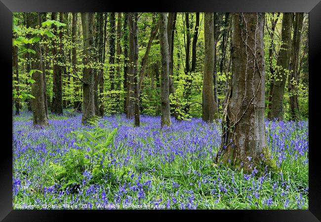 Bluebells Blossom at Coed Cefn Nature Reserve. Framed Print by Philip Veale