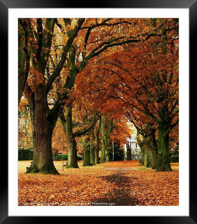 Bailey Park Tree Lined Autumn Avenue. Framed Mounted Print by Philip Veale