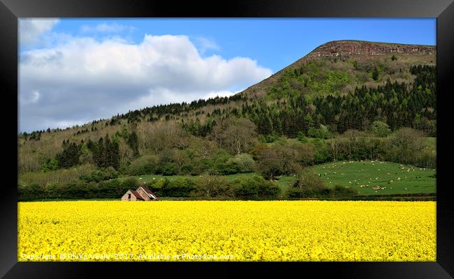 Skirrid's Rapeseed Yellow Symphony. Framed Print by Philip Veale