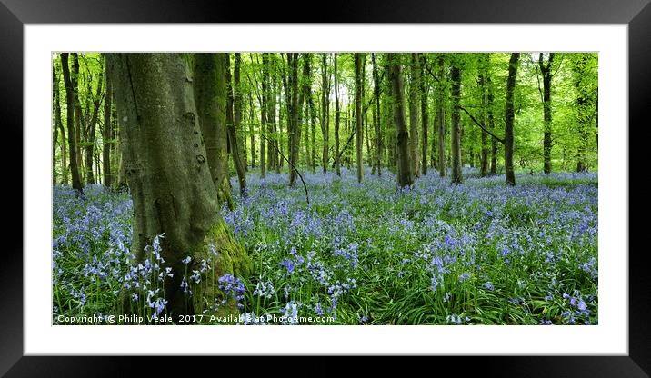 Bluebells Enchant at Coed Cefn, Crickhowell. Framed Mounted Print by Philip Veale