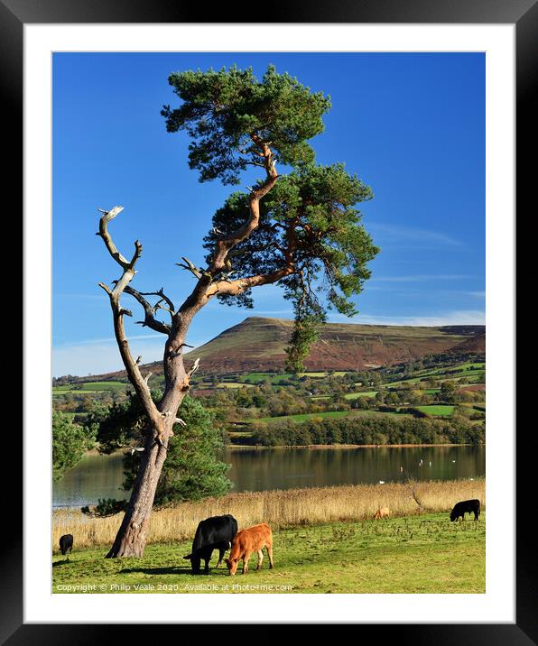 Llangorse Lake and Mynydd Troed peaceful morning. Framed Mounted Print by Philip Veale