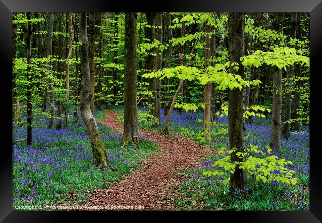 Idyllic Stroll Through Bluebell Wonderland Framed Print by Philip Veale