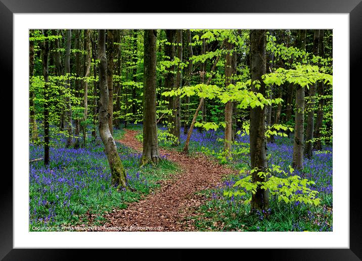 Idyllic Stroll Through Bluebell Wonderland Framed Mounted Print by Philip Veale