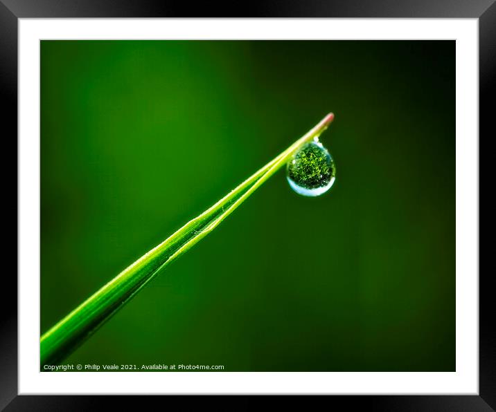 Singular Dewdrop's Mirrored Shrub Reflection Framed Mounted Print by Philip Veale