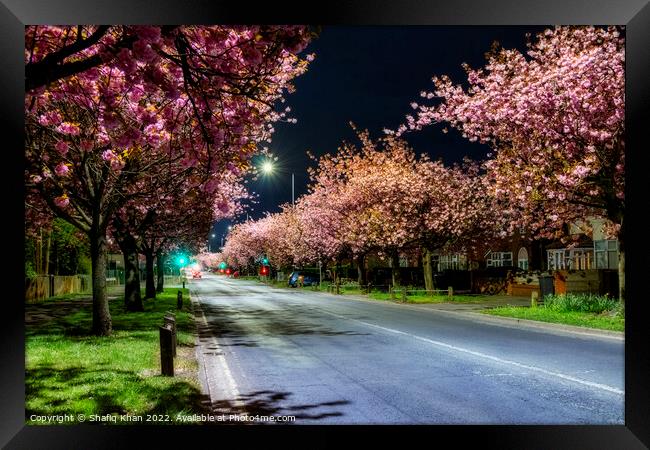 Blooming Blossoms in Preston Framed Print by Shafiq Khan