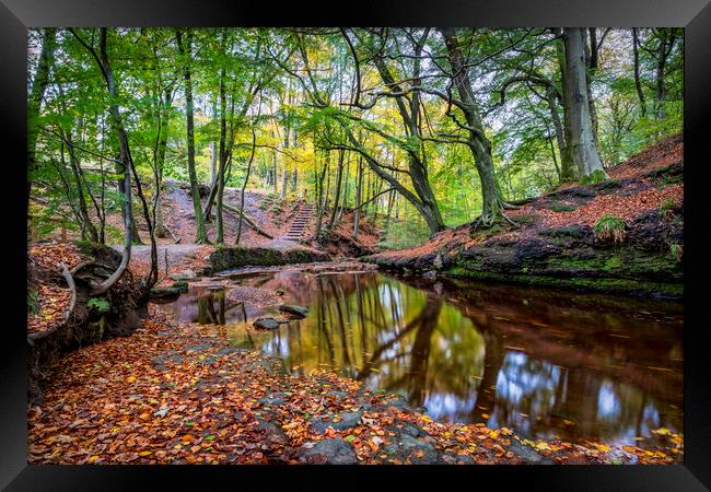 Autumn Season at Roddlesworth Woods Framed Print by Shafiq Khan