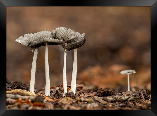 Common Inkcap Framed Print by Chantal Cooper