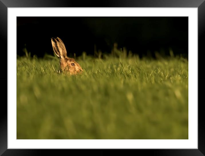 Hare in the Grass Framed Mounted Print by Chantal Cooper