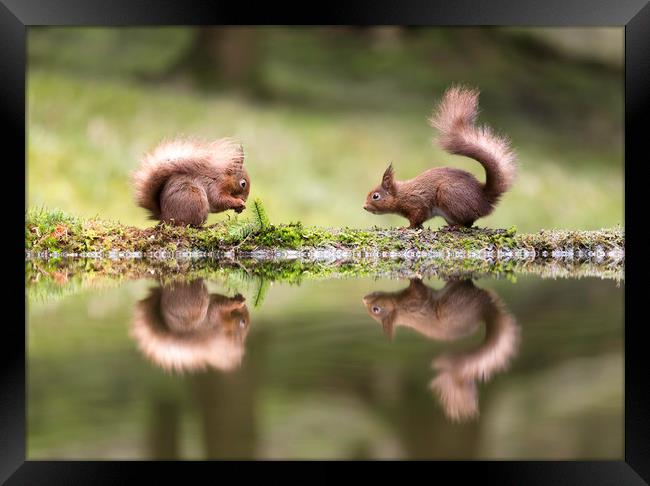 Red Squirrel Envy Framed Print by Chantal Cooper