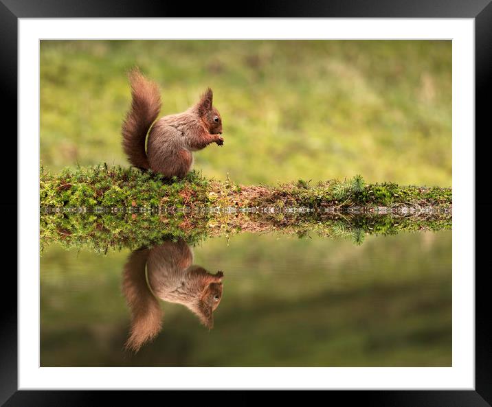 Red Squirrel and reflection Framed Mounted Print by Chantal Cooper