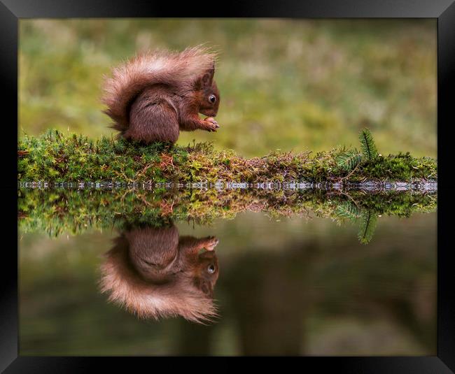 Red Squirrel eating a nut. Framed Print by Chantal Cooper