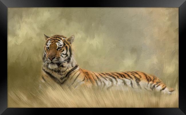 Tiger resting in long grass Framed Print by Chantal Cooper