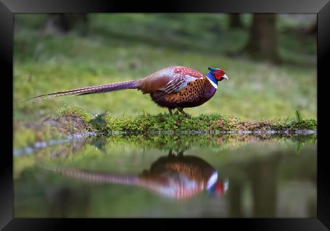 Male Pheasant and reflection Framed Print by Chantal Cooper