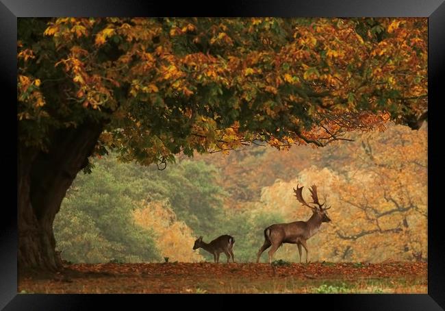Stag and Doe in Autumn Framed Print by Chantal Cooper