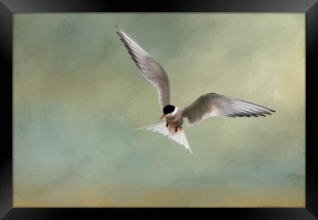 Arctic Tern in Flight Framed Print by Chantal Cooper