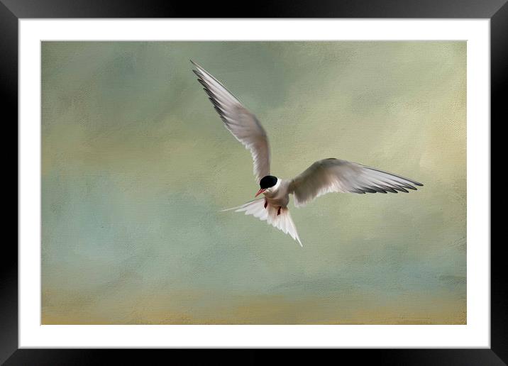 Arctic Tern in Flight Framed Mounted Print by Chantal Cooper