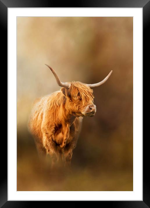 Highland Cattle coming out of the mist Framed Mounted Print by Chantal Cooper