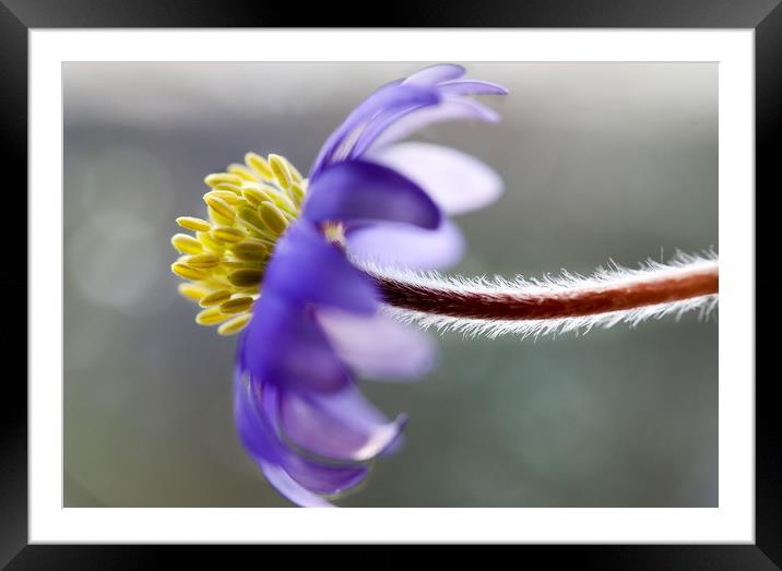 Anemone Study  Framed Mounted Print by Chantal Cooper